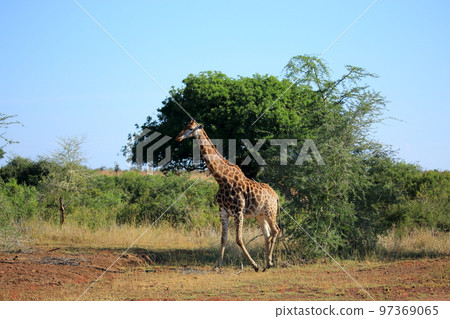 Africa Kruger National Park wild giraffe Africa Kruger National Park wild giraffe 97369065