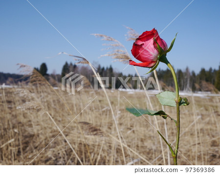 rose in snow in spring rose in snow in spring 97369386