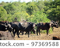非洲克魯格國家公園野生非洲水牛 97369588