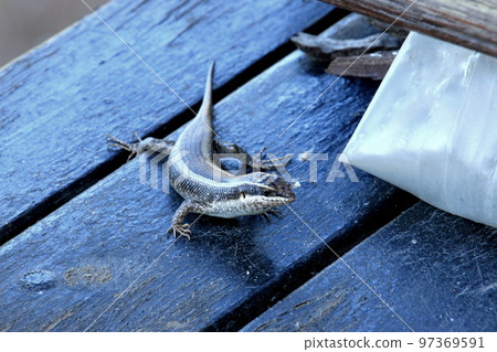 Africa Kruger National Park wild lizard Africa Kruger National Park wild lizard 97369591