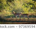 非洲克魯格國家公園野生瞪羚 97369594