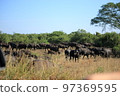 非洲克魯格國家公園野生非洲水牛 97369595