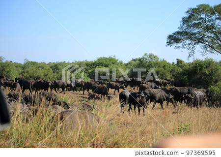 Africa Kruger National Park Wild African buffalo Africa Kruger National Park Wild African buffalo 97369595