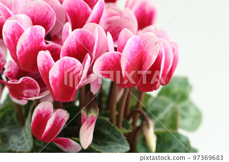 庭院仙客來盆的植物 97369683