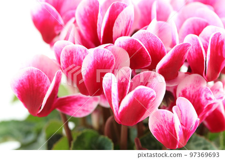 庭院仙客來盆的植物 庭院仙客來盆的植物 97369693