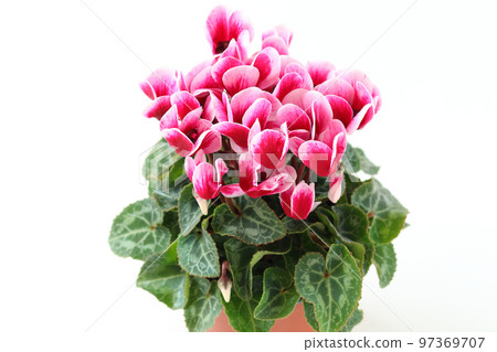 庭院仙客來盆的植物 97369707