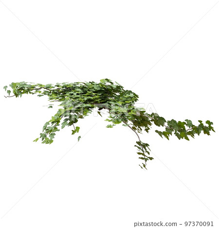 Climbing plants ivy isolated on white background 3d illustration Climbing plants ivy isolated on white background 3d illustration 97370091