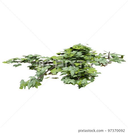 Climbing plants ivy isolated on white background 3d illustration Climbing plants ivy isolated on white background 3d illustration 97370092