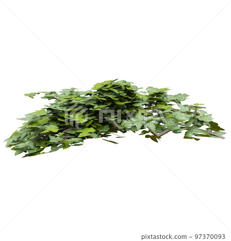 Climbing plants ivy isolated on white background 3d illustration Climbing plants ivy isolated on white background 3d illustration 97370093