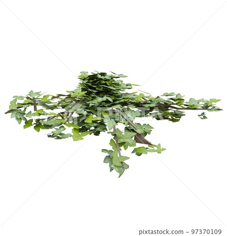 Climbing plants ivy isolated on white background 3d illustration 97370109