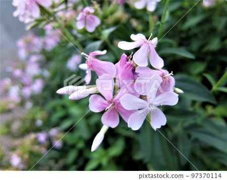 香穗花從晚春開到夏 香穗花從晚春開到夏 97370114