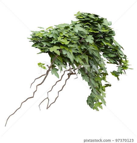 Climbing plants ivy isolated on white background 3d illustration 97370123