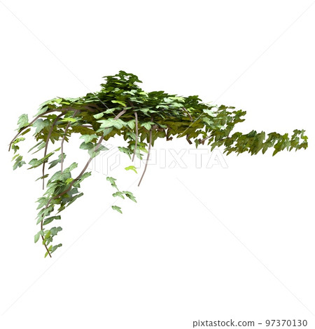 Climbing plants ivy isolated on white background 3d illustration Climbing plants ivy isolated on white background 3d illustration 97370130