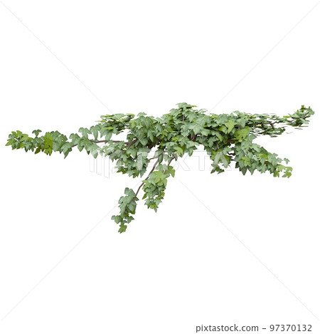 Climbing plants ivy isolated on white background 3d illustration 97370132