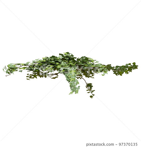 Climbing plants ivy isolated on white background 3d illustration 97370135