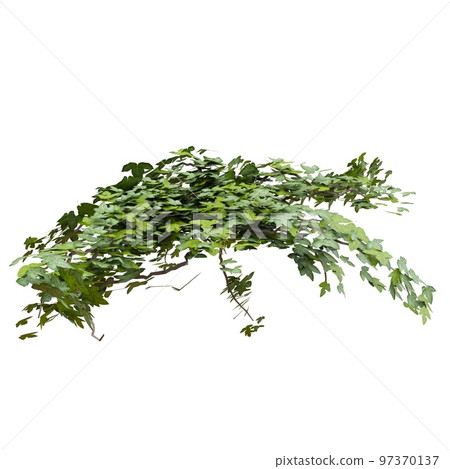 Climbing plants ivy isolated on white background 3d illustration 97370137
