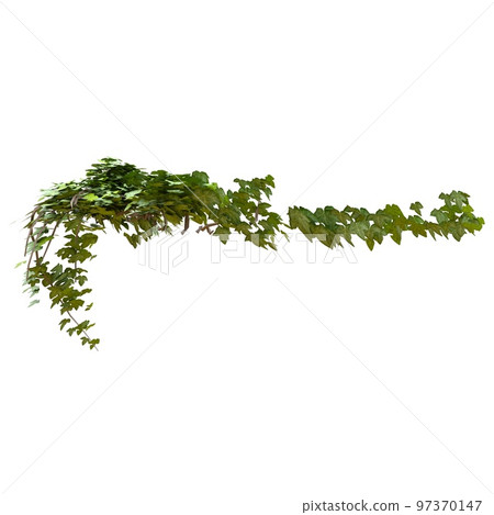 Climbing plants ivy isolated on white background 3d illustration Climbing plants ivy isolated on white background 3d illustration 97370147