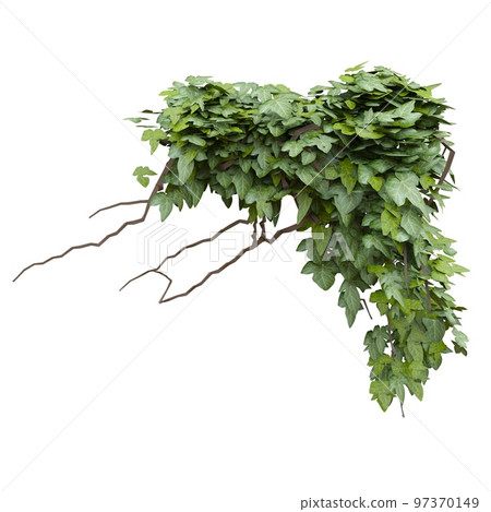 Climbing plants ivy isolated on white background 3d illustration Climbing plants ivy isolated on white background 3d illustration 97370149