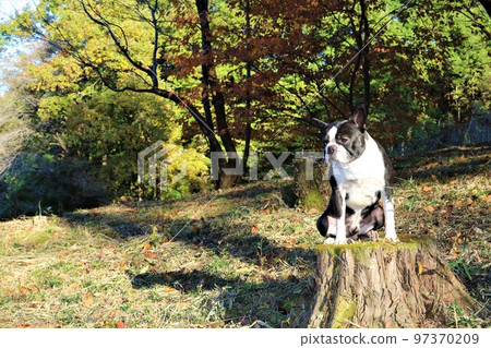 2022Mighty, the cute Boston Terrier riding on a stump and looking at the promenade in the happiest place in Japan, Hatoyama-cho Aigo no Sato no Mori 97370209