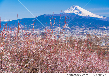 (靜岡縣)伊豆冰森山的富士山,白梅盛開 (靜岡縣)伊豆冰森山的富士山,白梅盛開 97370474