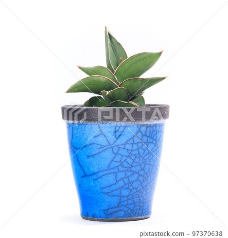 觀賞植物，Sansevieria samurai 矮小的盆栽植物 [白色背景] 97370638