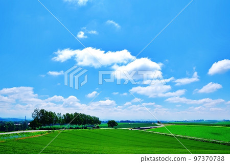 清新夏日的北海道美瑛町（白樺樹和七星樹） 97370788