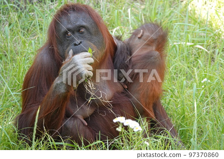 Eating while hugging Eating while hugging 97370860