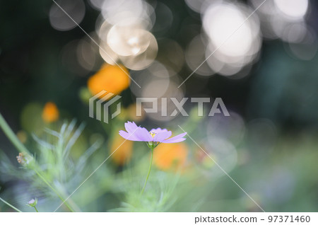 波斯菊花 波斯菊花 97371460