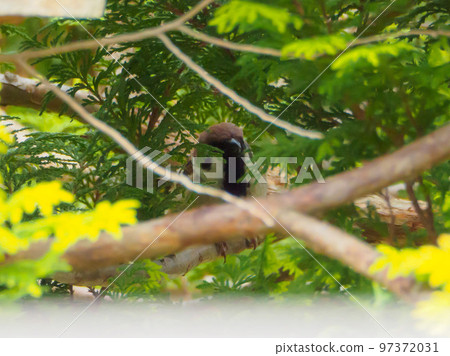 A sparrow looking at you through a gap in a tree 97372031