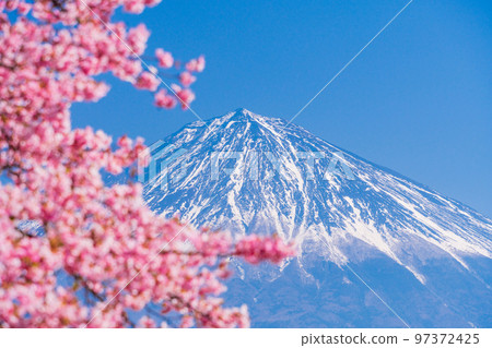 (Shizuoka Prefecture) Early blooming cherry blossoms in Fujinomiya, Mount Fuji 97372425