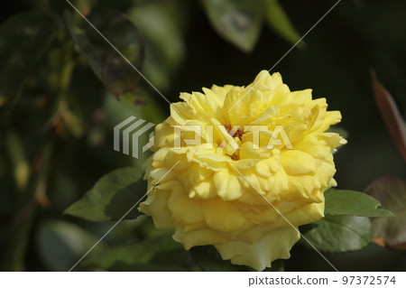 荒尾市少女公民花壇玫瑰花， 97372574