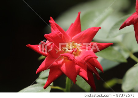 荒尾市少女公民花壇玫瑰花， 97372575