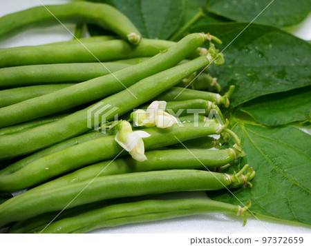 freshly harvested kidney beans 97372659