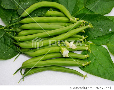 freshly harvested kidney beans 97372661