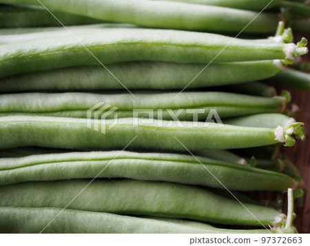 剛收割的芸豆 97372663