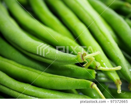 freshly harvested kidney beans 97372665