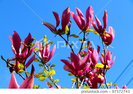 玉蘭花 玉蘭花 97372743