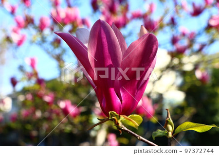 玉蘭花 玉蘭花 97372744
