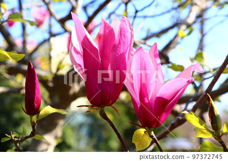 玉蘭花 玉蘭花 97372745