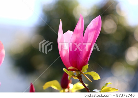 玉蘭花 玉蘭花 97372746