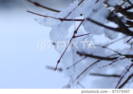 雪堆積在樹枝上 雪堆積在樹枝上 97373097
