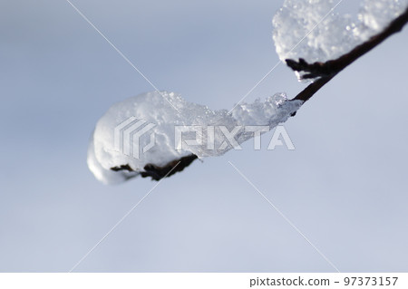 Snow piled up on the branches 97373157