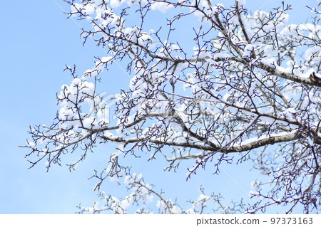 Snow piled up on the branches Snow piled up on the branches 97373163