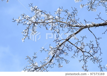 雪堆積在樹枝上 雪堆積在樹枝上 97373169