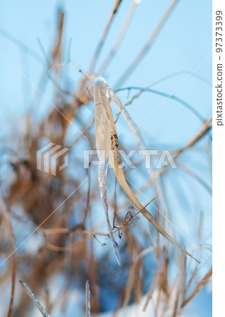 Winter season in the field. Close up details of field grass in the winter.A branch of reeds covered with ice Winter season in the field. Close up details of field grass in the winter.A branch of reeds covered with ice 97373399