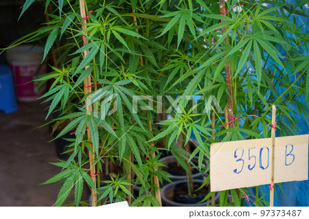 Cannabis seedlings sold in Thailand (medical cannabis lifted) Cannabis seedlings sold in Thailand (medical cannabis lifted) 97373487