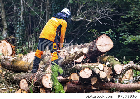 Worker felling and shredding trees, shrubs and bushes Worker felling and shredding trees, shrubs and bushes 97373930