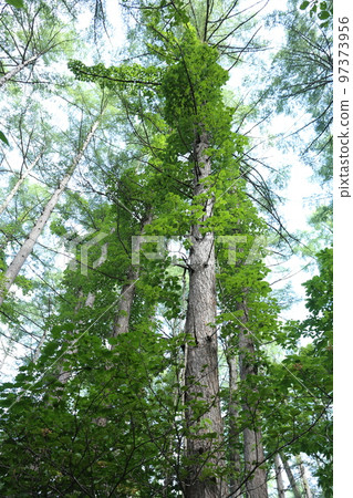 Poison ivy entwining a large tree in the highlands Poison ivy entwining a large tree in the highlands 97373956
