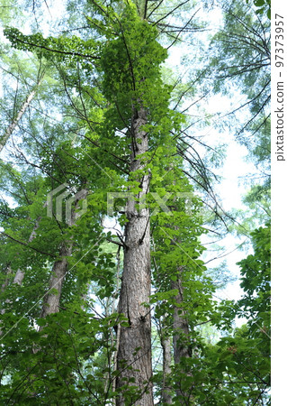 纏繞在高地的一棵大樹的毒藤 97373957