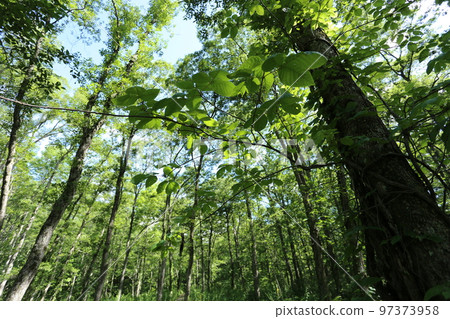 纏繞在高地的一棵大樹的毒藤 纏繞在高地的一棵大樹的毒藤 97373958